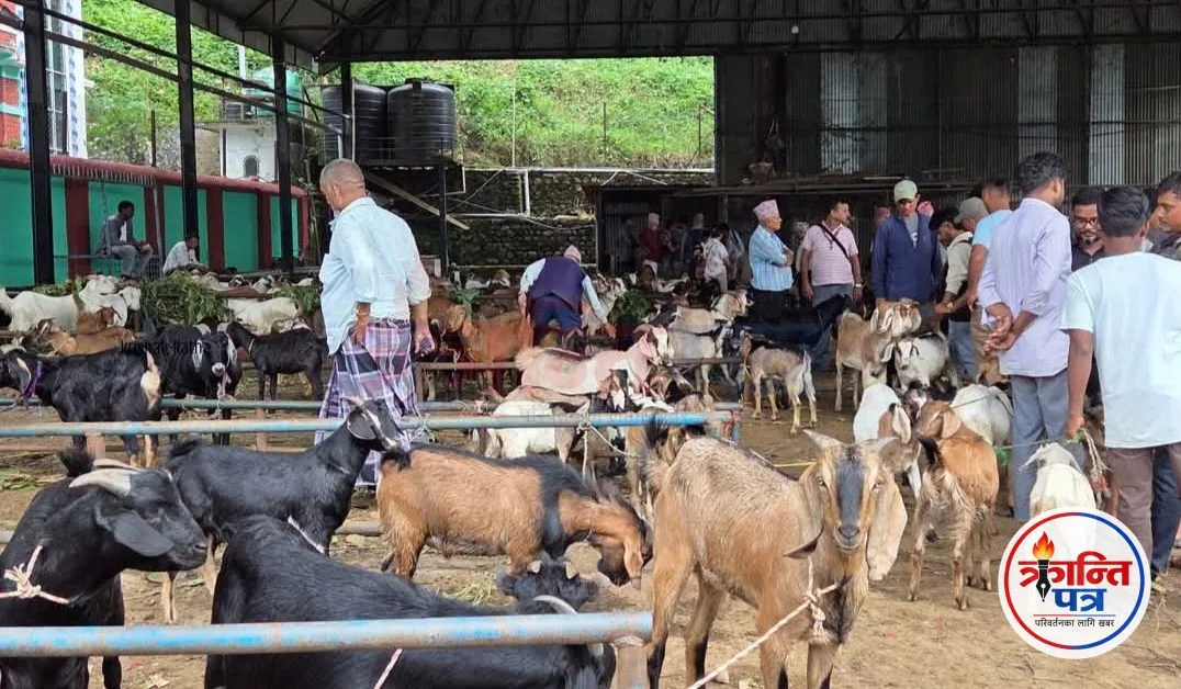 Goat trade picks up in Dharan as festivals near